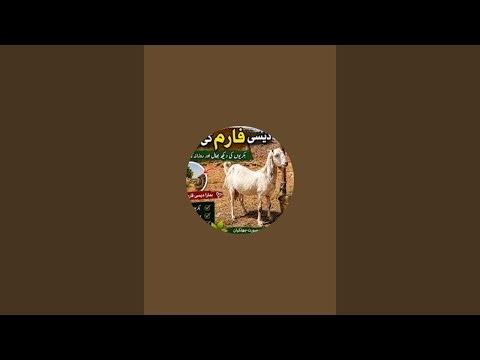 Zoo animals