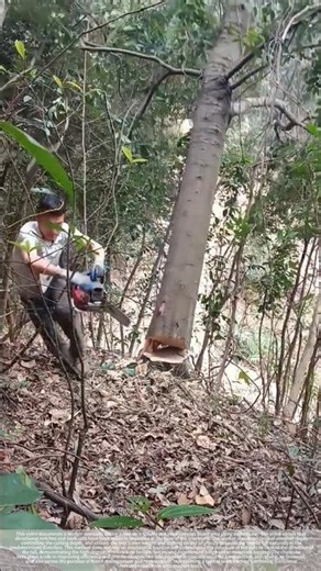 Mountain logging with a chainsaw: One cut determines the direction.