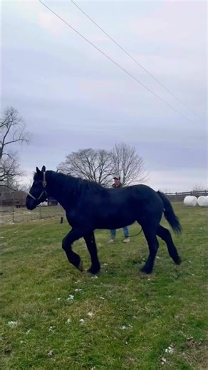 Draft Horse Training with Lead Ropes