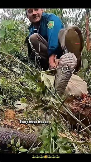 A Cobra’s Sudden Escape Turned Into a Tense Standoff😨