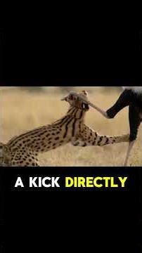Can a Wild Cat Kill a Secretary Bird? 😱