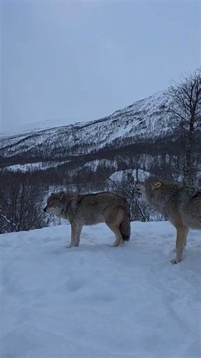 The howling of wolves is truly impressive