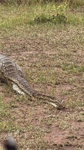 The Central African rock python after killing and swallow an adult female impala on the Western..