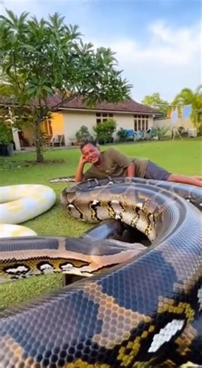 This Snake Could Kill Him… But He Smiled 😳