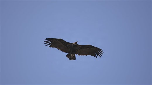 Munkegribben spottet over Midtjylland