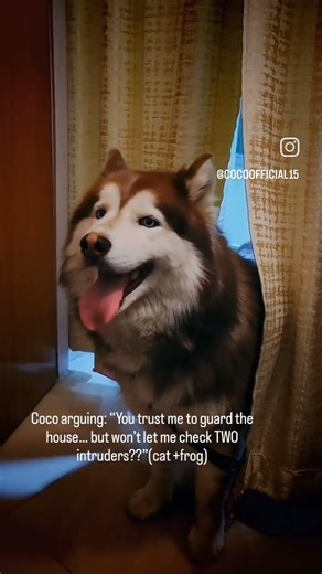 Coco arguing: “You trust me to guard the house… but won’t let me check TWO intruders??”cat and frog