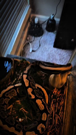 Live feeding #ballpython #reptilelover #reptiles #fyp #foryourpage | Reptiles