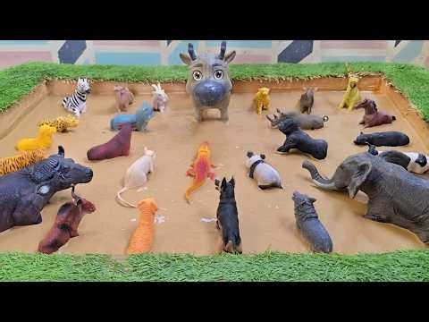 Deep in the Amazon: A Breathtaking Safari Adventure of Exotic Zoo Animals!