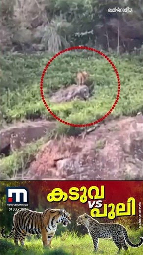 കടുവ VS പുലി; തമിഴ്നാട്ടിലെ കോത്ത​ഗിരിയിൽ പുള്ളിപ്പുലിയെ ഓടിച്ച് മരത്തിൽ കയറ്റി കടുവ |Tiger |Leopard
