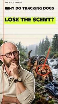 Why Do Tracking Dogs Lose the Scent? #Shorts