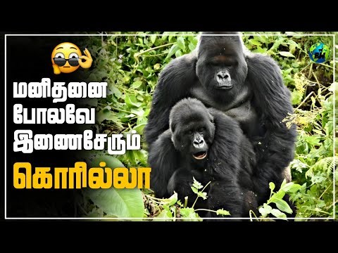 மனிதனை போலவே இணைசேரும் கொரில்லா குரங்குகள் | 5 Interesting Facts About Gorillas | Tamil | BioWorld 