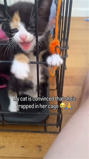 Cats Doing Shit on Instagram: "This is cruelty 🤬 📸: @siana.7567 via @justviralmedia"