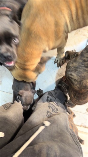 Another warning oooo Don’t get a pocket bully | pocket bully