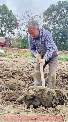 How Do Farmers Harvest Water Chestnuts ! This Rake Trick Is Genius !
