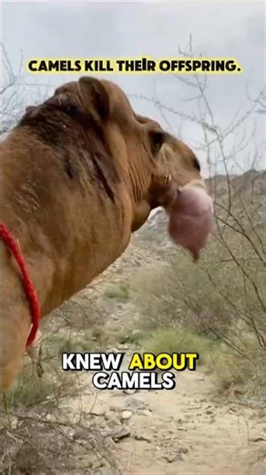 Camels Are More Dangerous Than You Think #camel #camels #shortvideo #animals #animalshorts #nature