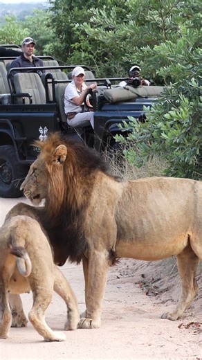 Lion Courtship in Action — Lioness Gets This Male Lion’s Attention!