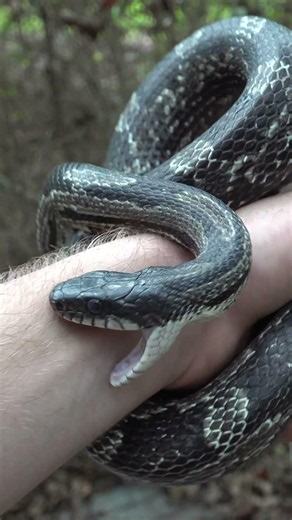CHOMPED By A Big Rat Snake!