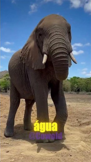O ANIMAL MAIS RÁPIDO NO MUNDO! #animais