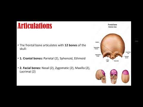 Frontal Bone | Anatomy of Skull | Features, Parts & Functions (Cranial Bone) #anatomy #bones #dental