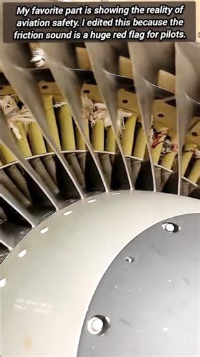 ​I Found Out What Happens After A Bird Strike With Plane