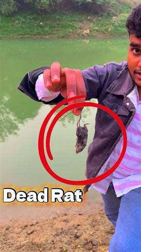 Limca coldrink vs dead rat #limca #rat #experiment #shorts