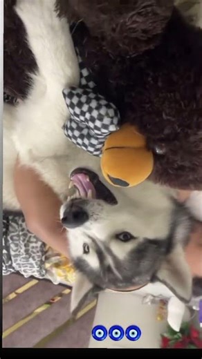 Kuchi Kuchi husky sping with dog🐕‍🦺🐕‍🦺