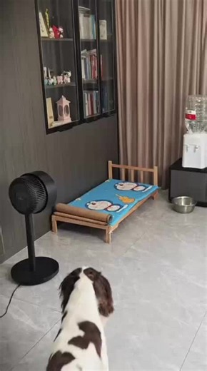 #粉丝一千万 #dog #funnyvideos #foryou #fypシ゚viral | funny dogs
