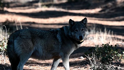 California data show rising gray wolf attacks on livestock, costing ranchers thousands