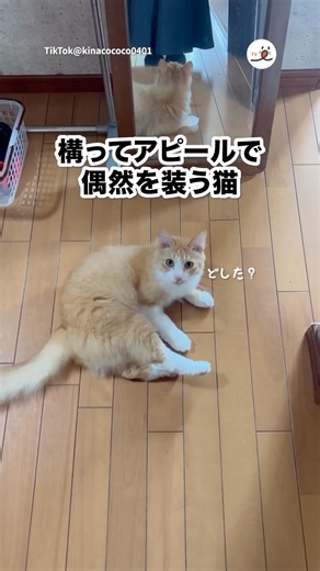 構ってアピールが大胆｜PECO