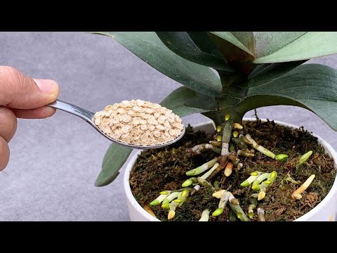 Just One Teaspoon! Watch the Orchid Grow 1001 Roots and Bloom Beautifully