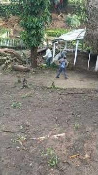 Tree Falls During Cutting, Destroys House