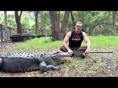 Gator Attacks man fleeing police!