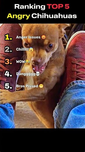 Ranking TOP 5 Angry Chihuahua Moments 😂😂😂 #shorts