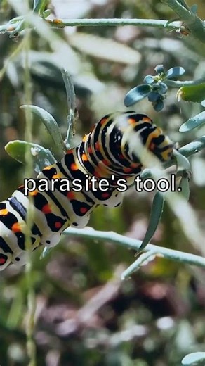 Your Hand Isn't Yours Anymore - The Truth About Alien Hand Syndrome