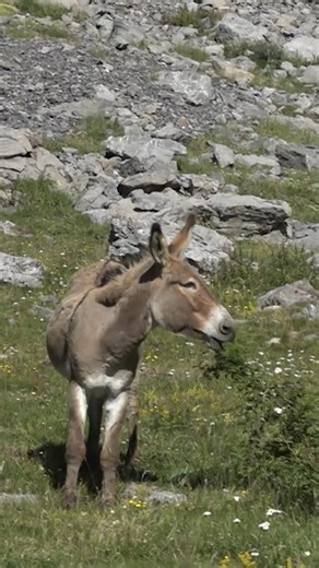 La vida de un ganadero en las altas montañas