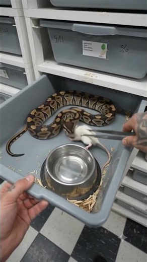 snake eating food #snake #ballpython #ballpython