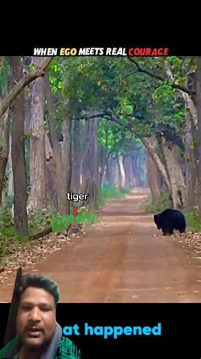 When Ego Meets Real Courage! Tiger vs Sloth Bear Face-Off 😱