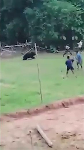Wild Moment Bear Suddenly Charges at Rescuers After Being Freed #shorts