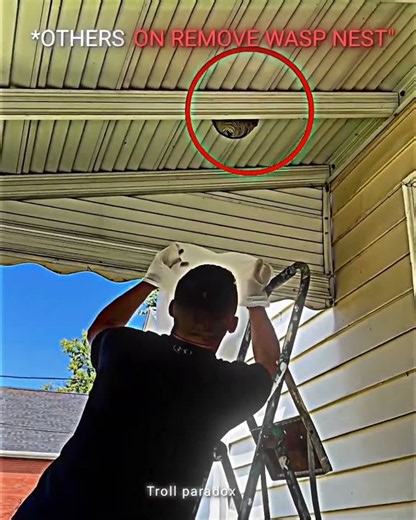 Normal Remove Wasp Nest VS next level💀 #shorts #usa #funny
