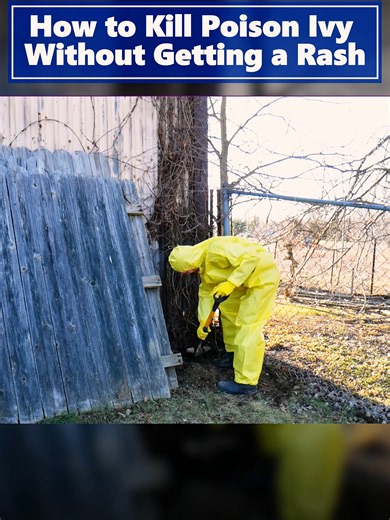 How to Kill Poison Ivy Without Getting a Rash #PoisonIvy #TreeCare #OutdoorTips #YardWork #PoisonIvyRemoval #Landscaping #DIYGarden #SafetyTips #TreeWork #HomeImprovement #USA #trees