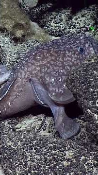 Anglerfish Galore in the Deep-Sea! | Nautilus Live #evnautilus #deepsea #anglerfish