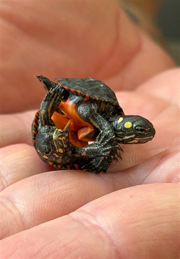 Can We REALLY Separate These Conjoined Twin Turtles? 💔 📌 THIS IS OUR MOST UP TO DATE UPDATE ON FLIP AND FLOP! Our conjoined twin Eastern painted turtles are doing fantastic! They're eating like pigs on cut up shrimp and fish, and we've also been feeding them brine shrimp and bloodworms. Our ultimate goal is to get these two little turtles separated so they can live freely in water the way aquatic turtles are supposed to. They're currently a little smaller than they should be because they share