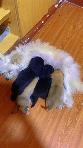 Zawadi the Chihuahua - Healing Moments