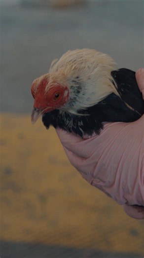 A family's day takes an emotional turn when officers explain they can't bring their pet rooster, Luis, across the border. See more on #Contraband: Seized at the Border tonight at 8P on Discovery.