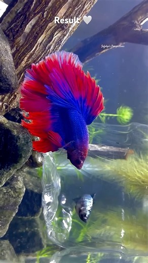 My betta fish collection ❤️#shorts #bettafish #aquarium