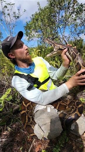 17FT PYTHON ATTACKS MY FACE! #python #snake #wildlife #florida #nature