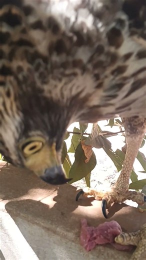 #Hawk #Eagle #Owl #Wildlife #Animal #EagleHawkOwl hawk vs snake, Owl vs snake fight, Eagle Vs Snake,