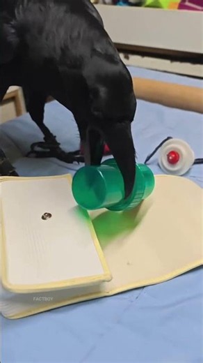 Strange habits of crow.