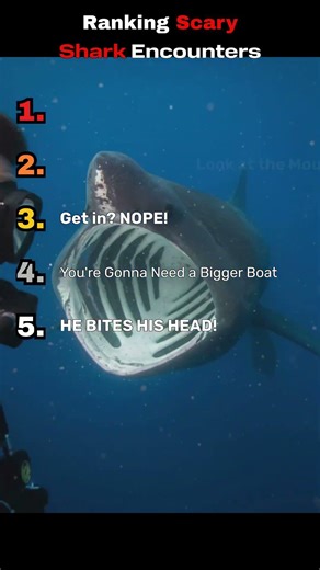 Ranking Most Terrifying Shark Close Calls Ever Caught #thalassophobia #sharks #shark