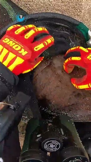 Quick and Easy Seal Rescue #wildlife #sealrescue #wildliferescue